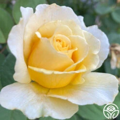 My Best Friend™ -RoseLuxe Shop My Best Friend 05