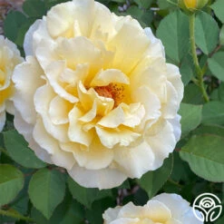 My Best Friend™ -RoseLuxe Shop My best Friend 01