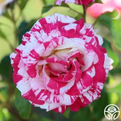 Neil Diamond -RoseLuxe Shop Neil Diamond 11