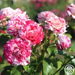 Neil Diamond -RoseLuxe Shop Neil Diamond 12