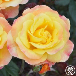 Night Light® -RoseLuxe Shop Night Light 14