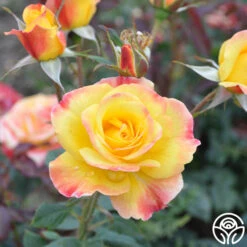 Night Light® -RoseLuxe Shop Night Light 15