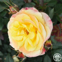 Night Light® -RoseLuxe Shop Night Light 18