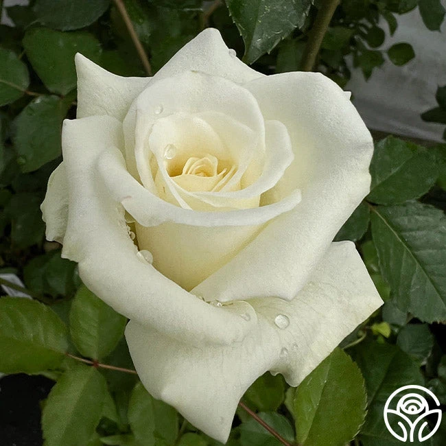 Nona 3 Nona - Image 3