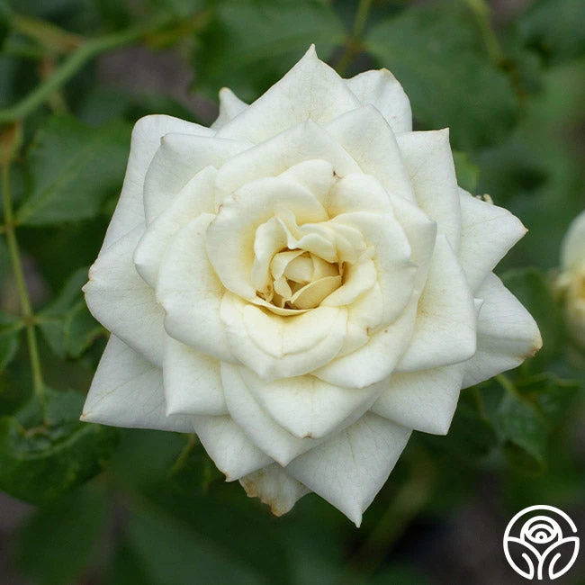 Nona 2 Nona - Image 2