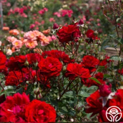 Oh My!™ -RoseLuxe Shop Oh My 13