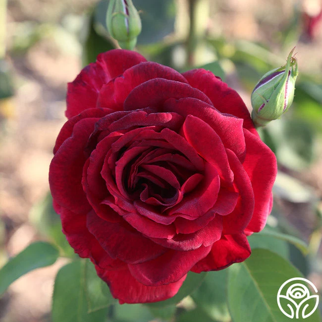 Oklahoma 10 Oklahoma - Image 10