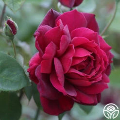 Oklahoma 15 Oklahoma -RoseLuxe Shop Oklahoma 15