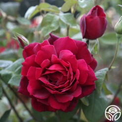 Oklahoma 13 Oklahoma -RoseLuxe Shop Oklahoma 16