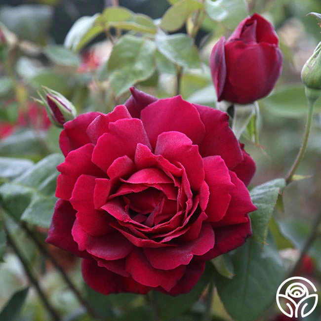 Oklahoma 4 Oklahoma - Image 4