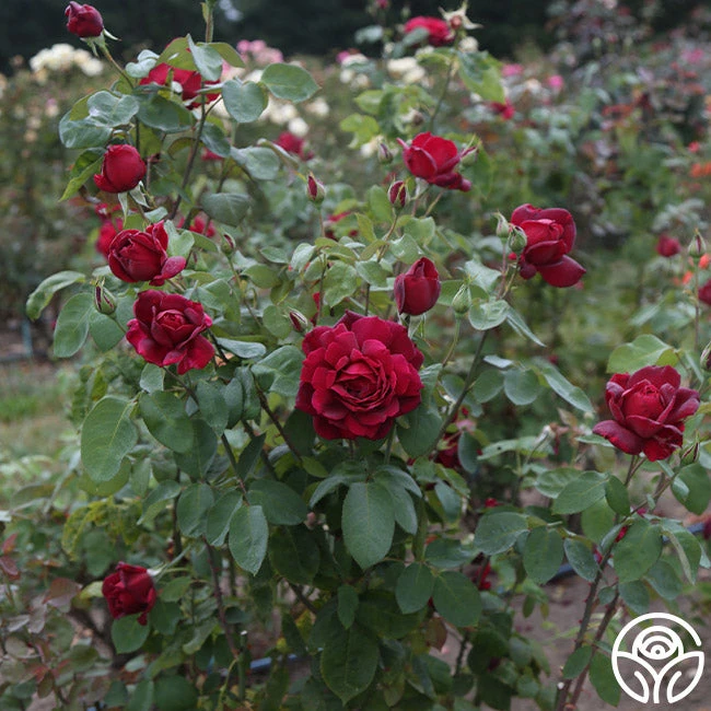 Oklahoma 2 Oklahoma - Image 2