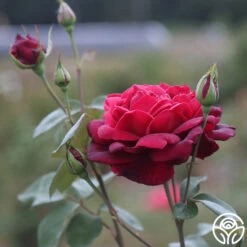 Oklahoma 17 Oklahoma -RoseLuxe Shop Oklahoma 19