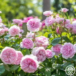 Olivia Rose Austin -RoseLuxe Shop Olivia Rose Austin 03