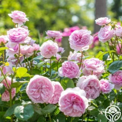 Olivia Rose Austin -RoseLuxe Shop Olivia Rose Austin 2