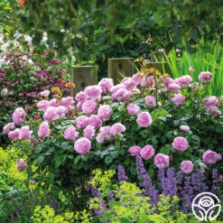 Olivia Rose Austin -RoseLuxe Shop Olivia Rose Austin 6