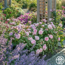 Olivia Rose Austin -RoseLuxe Shop Olivia Rose Austin 7