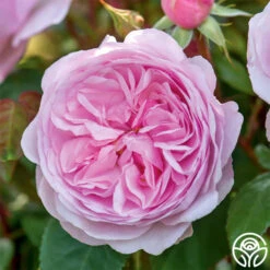 Olivia Rose Austin -RoseLuxe Shop Olivia Rose Austin 8