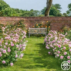 Olivia Rose Austin -RoseLuxe Shop Olivia Rose Austin 9