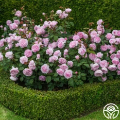 Olivia Rose Austin -RoseLuxe Shop Olivia Rose Austin 01