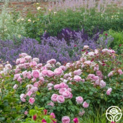 Olivia Rose Austin -RoseLuxe Shop Olivia Rose Austin 015