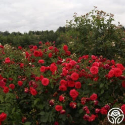 Out Of Rosenheim™ 12 Out Of Rosenheim™ -RoseLuxe Shop Out Of Rosenheim 11