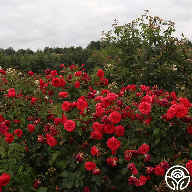 Out Of Rosenheim™ 3 Out Of Rosenheim™ - Image 3