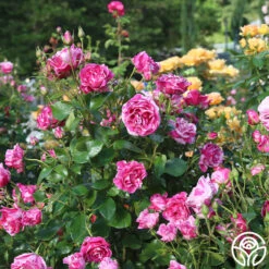 Parade Day™ 12 Parade Day™ -RoseLuxe Shop Parade Day 11