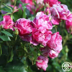 Parade Day™ 18 Parade Day™ -RoseLuxe Shop Parade Day 12