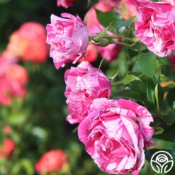 Parade Day™ 16 Parade Day™ -RoseLuxe Shop Parade Day 14