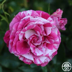 Parade Day™ 13 Parade Day™ -RoseLuxe Shop Parade Day 15