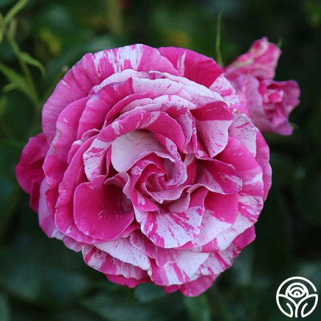 Parade Day™ 4 Parade Day™ - Image 4