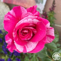 Parade Day™ 14 Parade Day™ -RoseLuxe Shop Parade Day 034