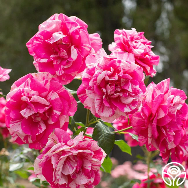 Parade Day™ 2 Parade Day™ - Image 2