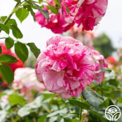 Parade Day™ 15 Parade Day™ -RoseLuxe Shop Parade Day 029