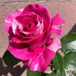 Parade Day™ 17 Parade Day™ -RoseLuxe Shop Parade Day 034