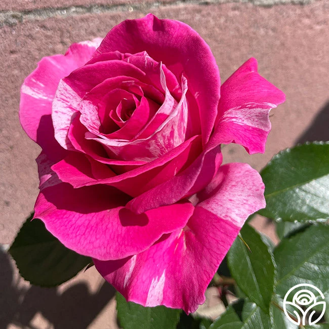 Parade Day™ 8 Parade Day™ - Image 8