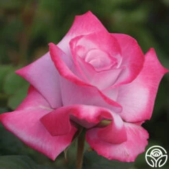 Paradise™ -RoseLuxe Shop Paradise 133