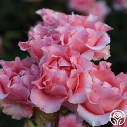 Paris De Yves St. Laurent ™ 24 Paris De Yves St. Laurent ™ -RoseLuxe Shop Paris de Yves St. Laurent 14 2811601c 9010 4b18 94fd 485f44c4cec6