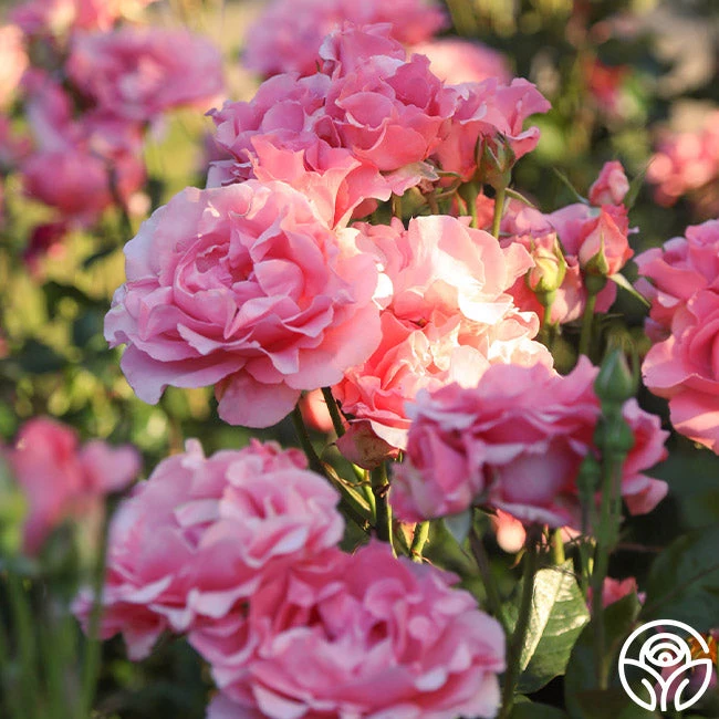 Paris De Yves St. Laurent ™ 3 Paris De Yves St. Laurent ™ - Image 3