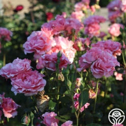 Paris De Yves St. Laurent ™ 26 Paris De Yves St. Laurent ™ -RoseLuxe Shop Paris de Yves St. Laurent 22