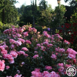 Paris De Yves St. Laurent ™ 21 Paris De Yves St. Laurent ™ -RoseLuxe Shop Paris de Yves St. Laurent 25