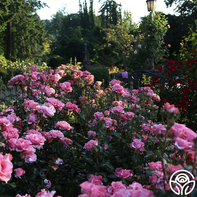 Paris De Yves St. Laurent ™ 8 Paris De Yves St. Laurent ™ - Image 8