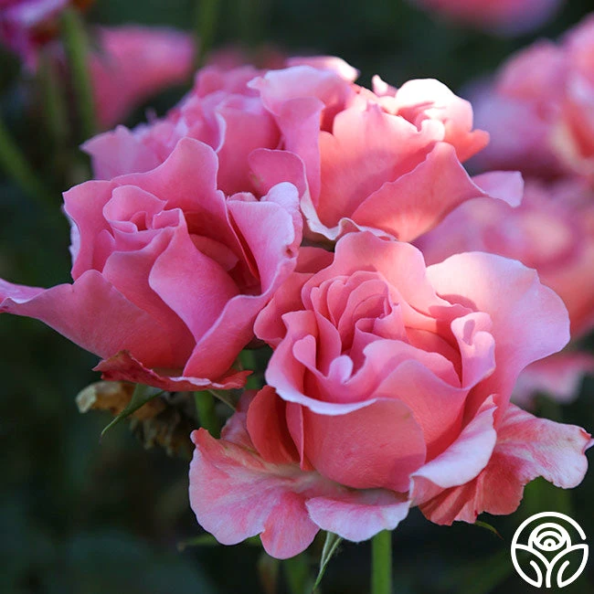 Paris De Yves St. Laurent ™ 1 Paris De Yves St. Laurent ™