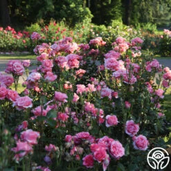 Paris De Yves St. Laurent ™ 27 Paris De Yves St. Laurent ™ -RoseLuxe Shop Paris de Yves St. Laurent 2 23ce9b3a 7d05 4b47 87c0 d888b9bc18a0