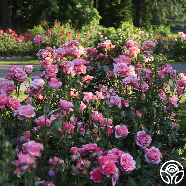 Paris De Yves St. Laurent ™ 14 Paris De Yves St. Laurent ™ - Image 14