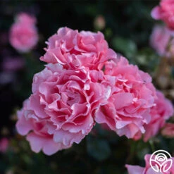 Paris De Yves St. Laurent ™ 20 Paris De Yves St. Laurent ™ -RoseLuxe Shop Paris de Yves St. Laurent 44