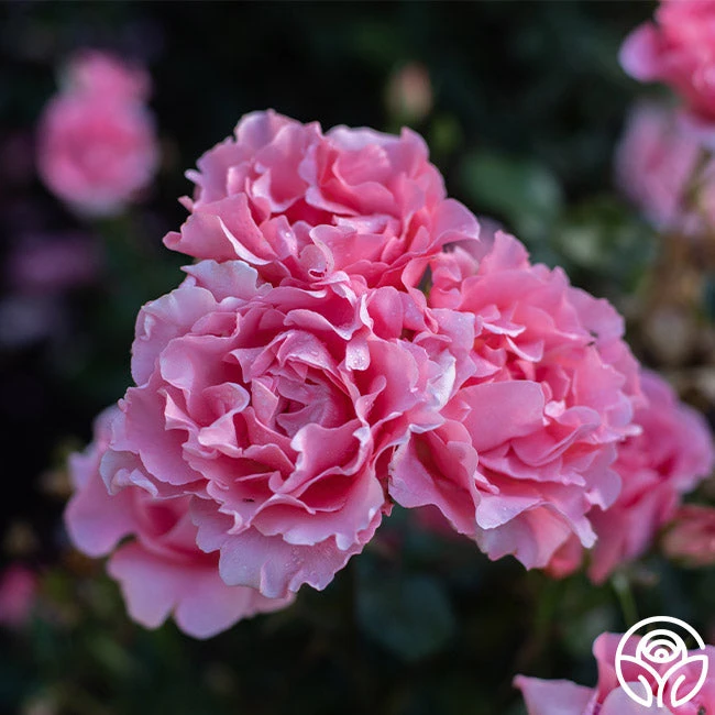 Paris De Yves St. Laurent ™ 7 Paris De Yves St. Laurent ™ - Image 7