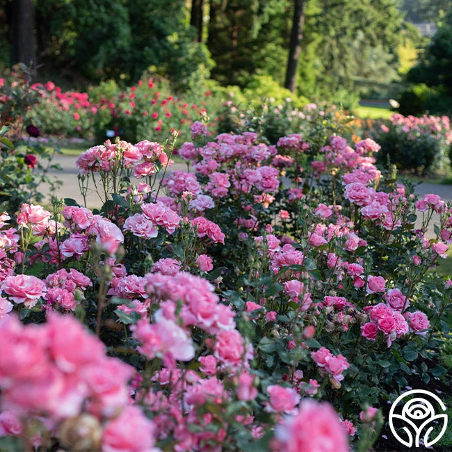 Paris De Yves St. Laurent ™ 2 Paris De Yves St. Laurent ™ - Image 2