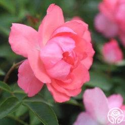 Passionate Kisses® -RoseLuxe Shop Passionate Kisses 02