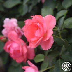 Passionate Kisses® -RoseLuxe Shop Passionate Kisses 05